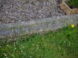 image of grave number 853406
